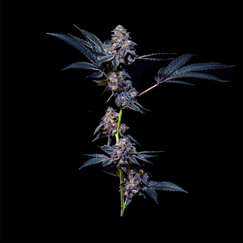 Genetics – Apollo Green